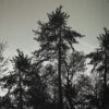 Sorte træer på støvet lys grøn - French Terry - Info mangler