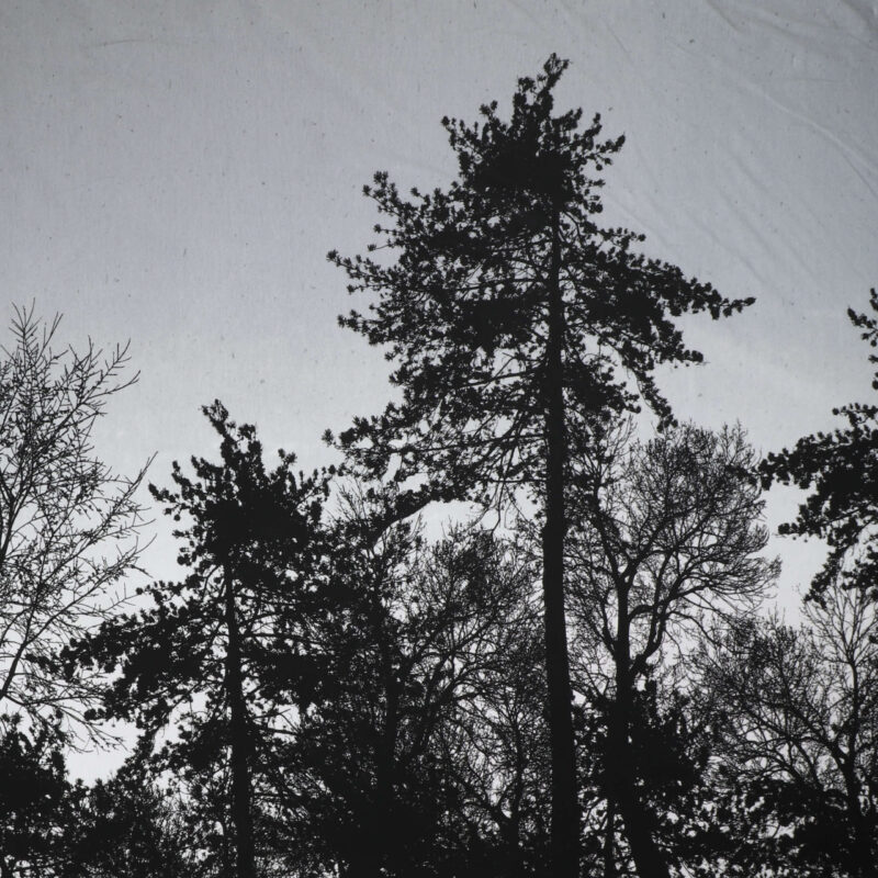 Sorte træer på lys grå - French Terry - Info mangler