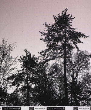 Sorte træer på lys lavendel - French Terry - Info mangler