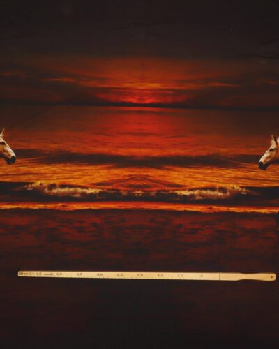 Hest i solnedgang - Jersey rapport 9 Hest i solnedgang - Jersey rapport