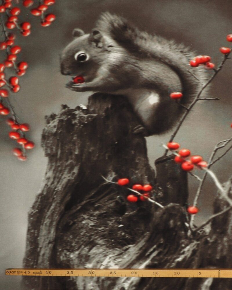 Egern og røde bær - Jersey rapport - Info mangler