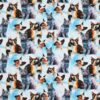 Katte - Jersey