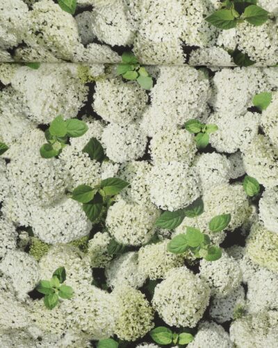 Hvid hortensia - Boligtekstil