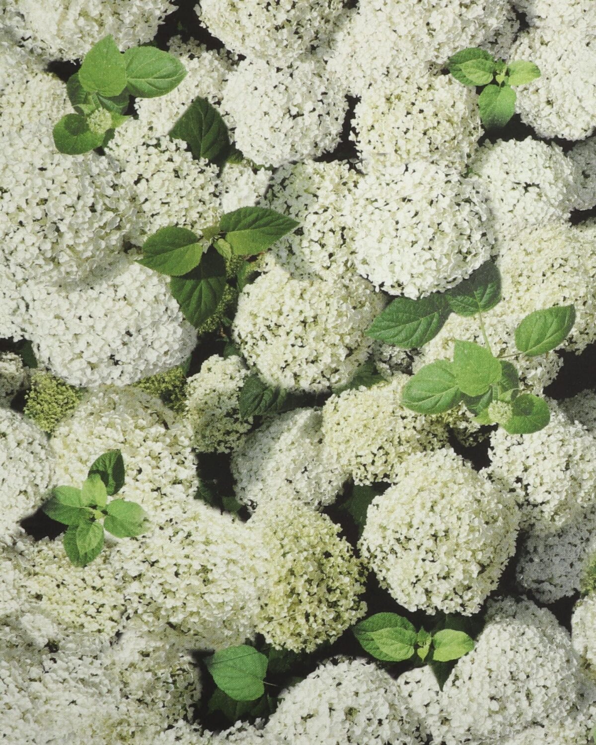 Hvid hortensia - Boligtekstil - Billede 2