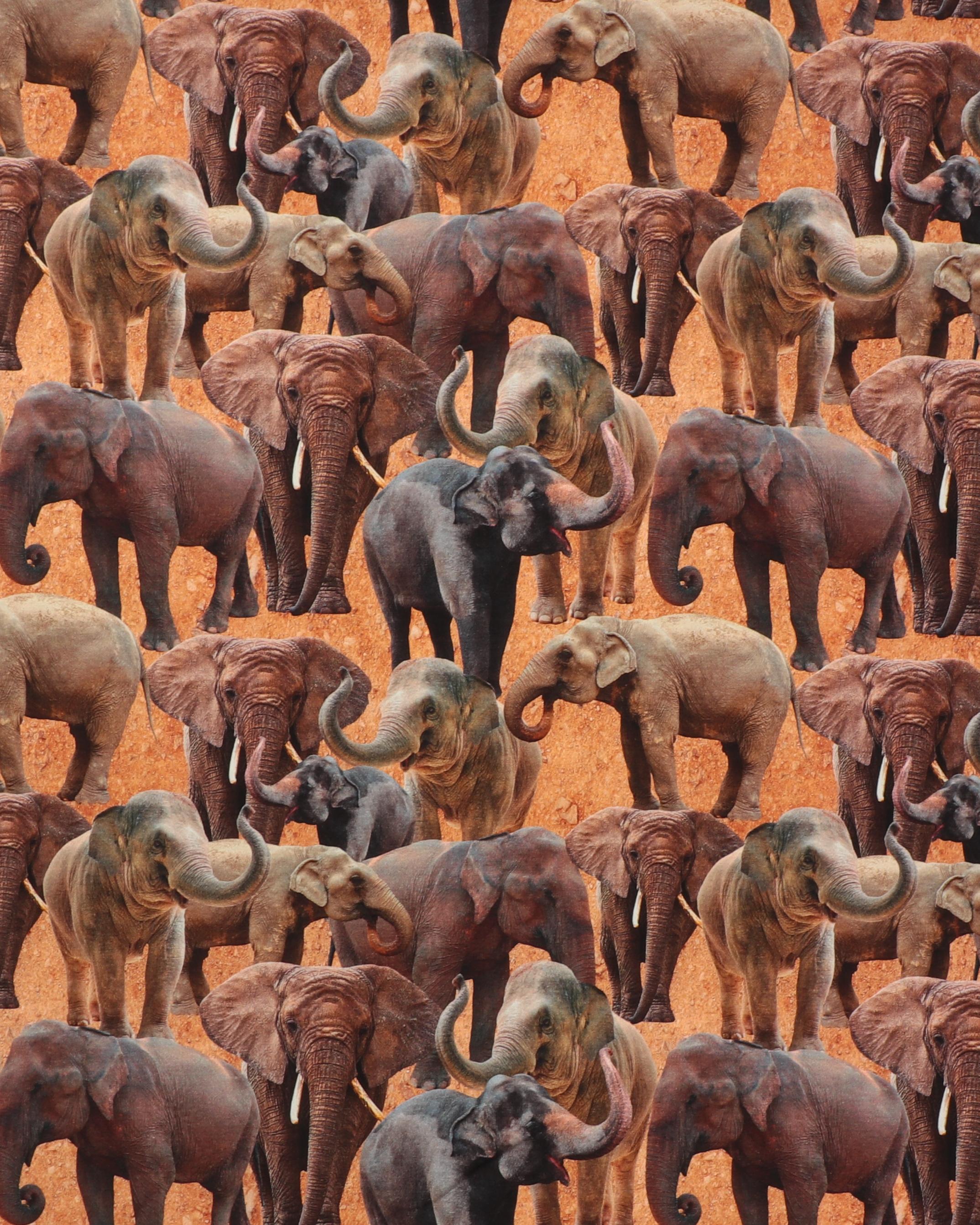 Elefanter - Jersey - 95% Bomuld, 5% Elastan