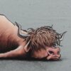 #unMOOtivated, Skotsk højlandskvæg  - French Terry